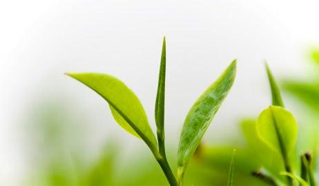 White Tea, the Healthier Choice