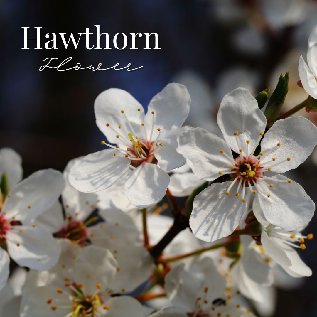 The Hawthorn Tree: A Solaris story.
