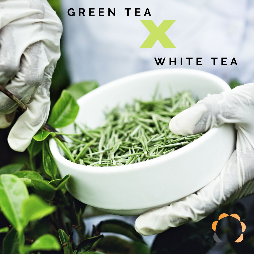 Green Tea vs White Tea: a Health Heavyweight Contest