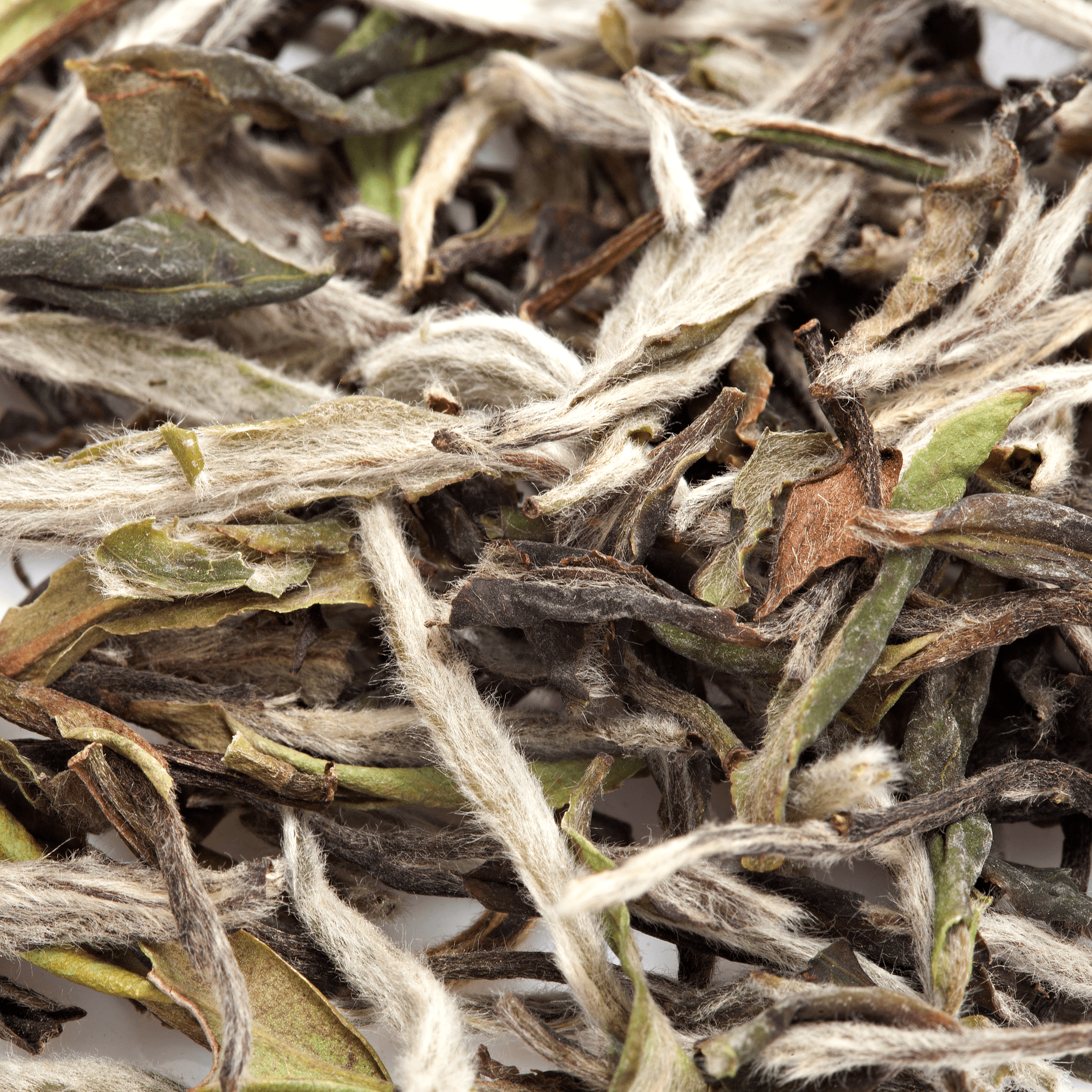 White Teas – Solaris Tea